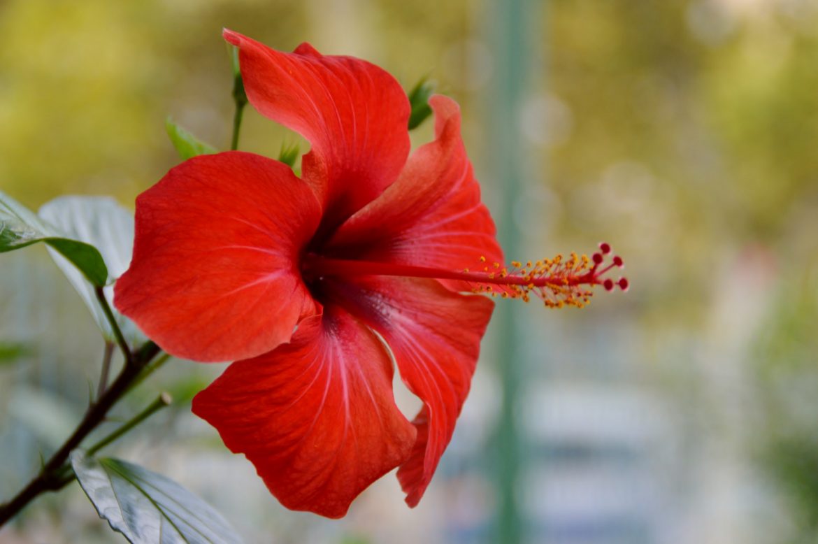 Hibiscus en pot comment le planter et l'entretenir ? Skan