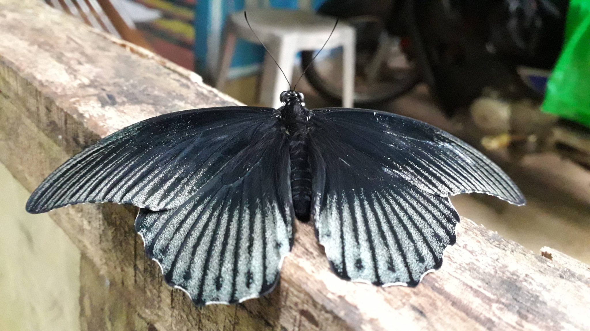 Quelle est la signification d'un papillon noir dans une maison ? - Skan
