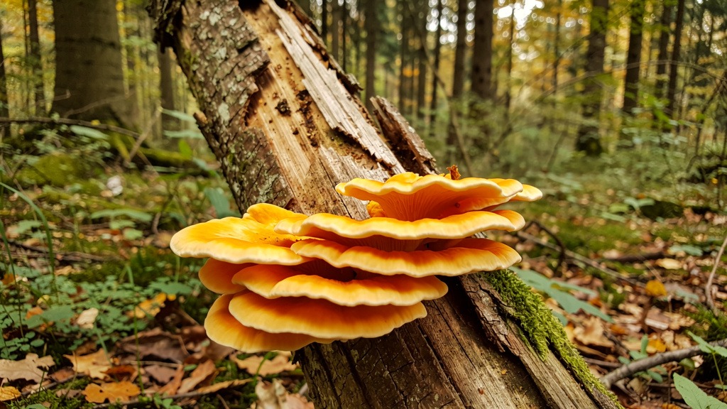 Champignon orange sur bois mort : comment l’identifier et quoi faire ?